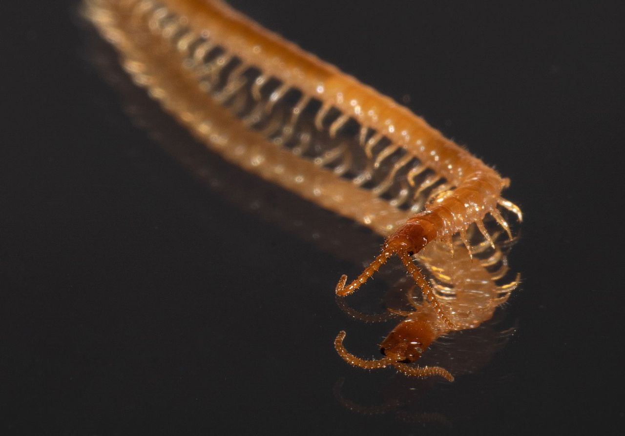 Geophilidae sp.